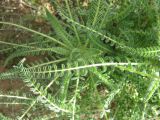 Astragalus aleppicus