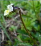 Viola arvensis