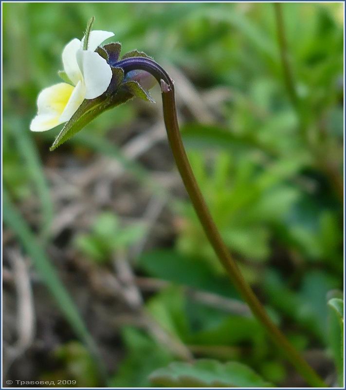Изображение особи Viola arvensis.