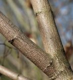 Acer ginnala. Ветки. Германия, г. Кемпен, в городском саду. 05.03.2013.