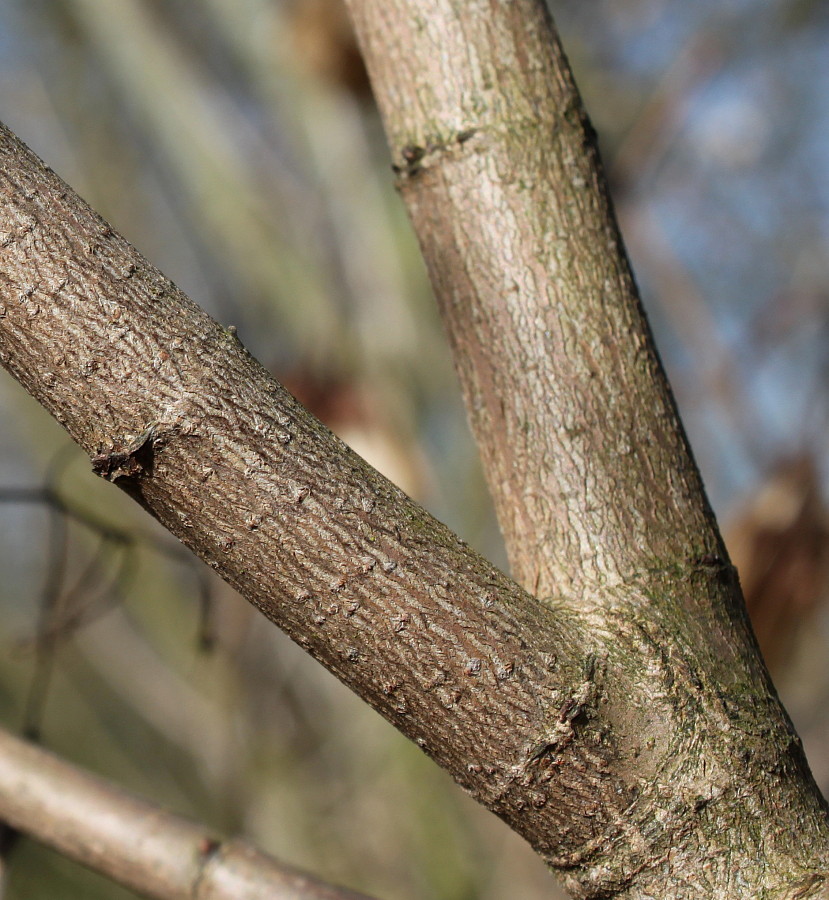 Image of Acer ginnala specimen.