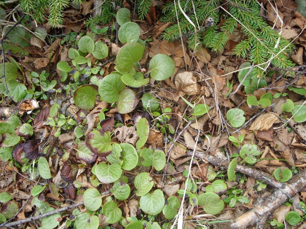 Image of Pyrola dahurica specimen.