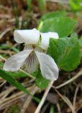 Viola selkirkii