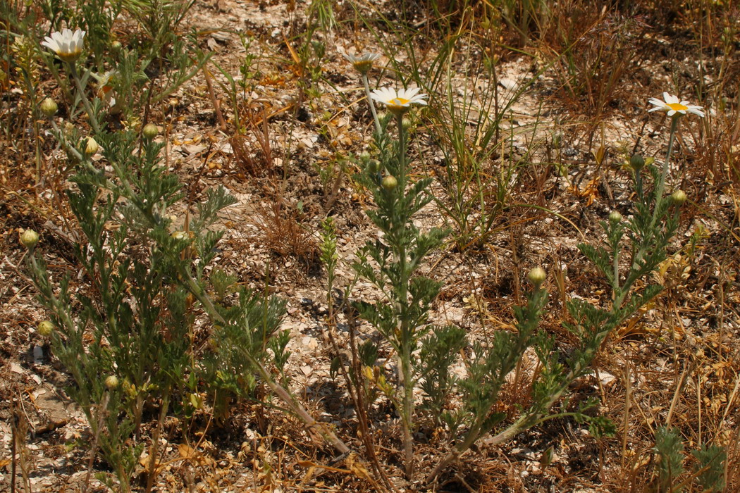 Image of Anthemis arvensis specimen.