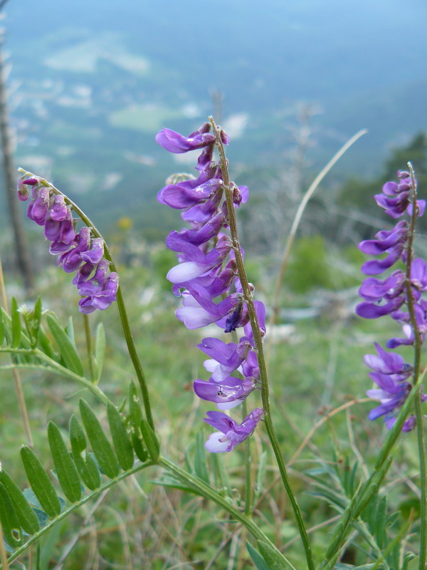 Image of Vicia cracca specimen.