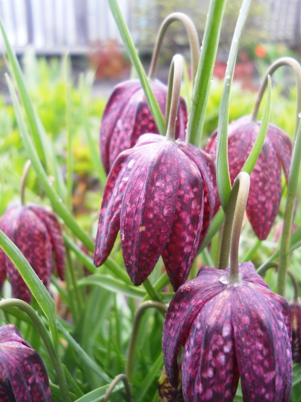 Изображение особи Fritillaria meleagris.