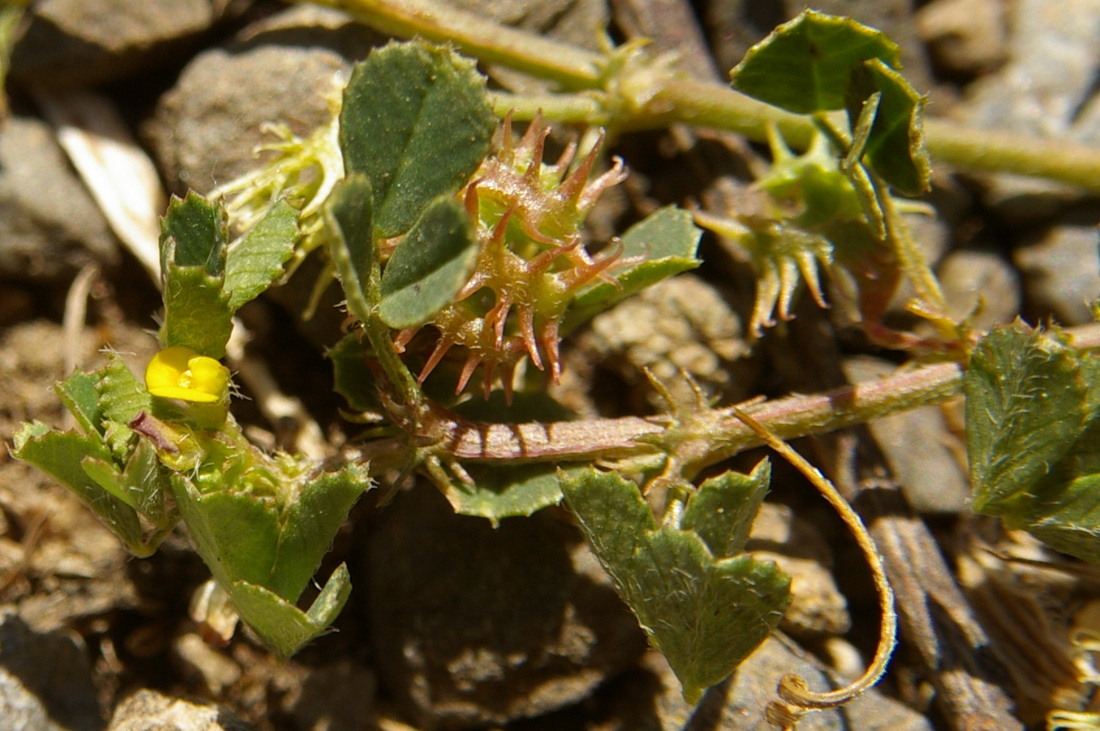 Image of Medicago praecox specimen.