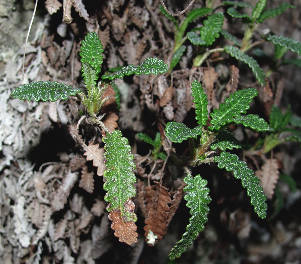 Изображение особи Dryas punctata.