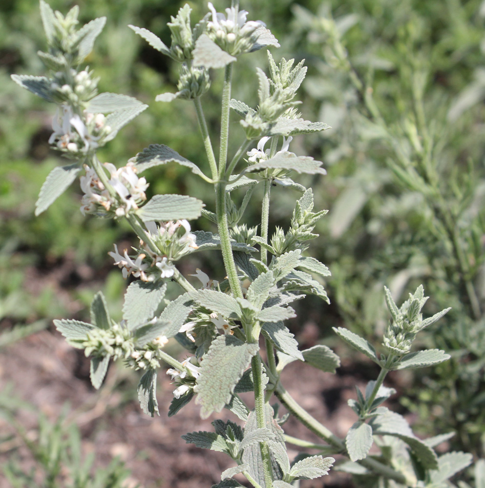 Image of Marrubium praecox specimen.