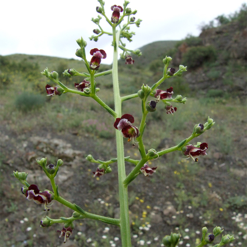 Изображение особи Scrophularia azerbaijanica.