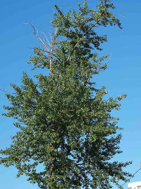 Image of Populus &times; sibirica specimen.