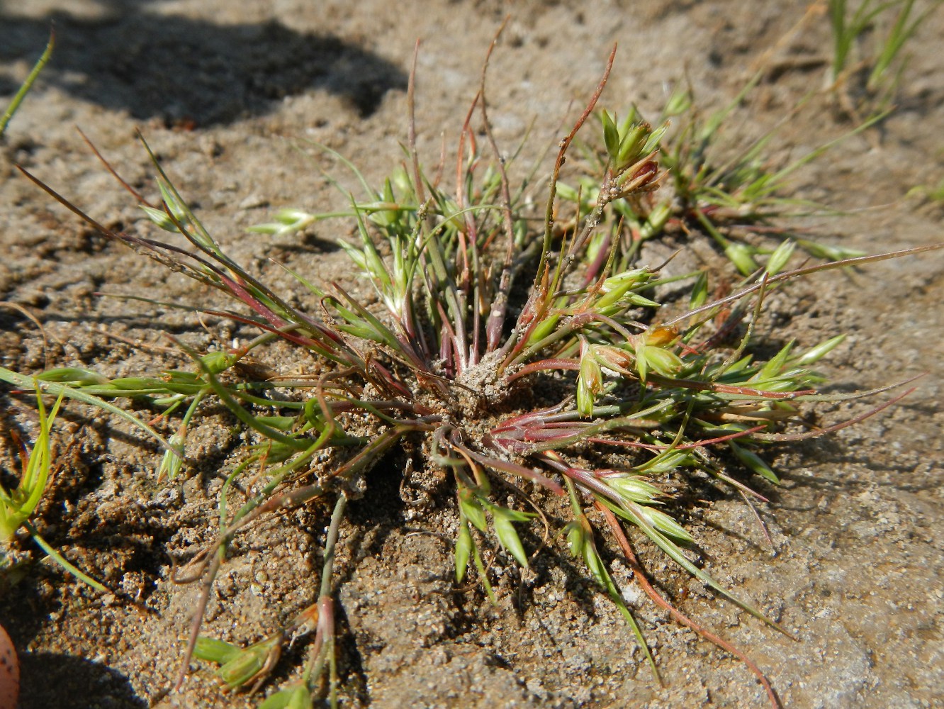 Image of Juncus nastanthus specimen.