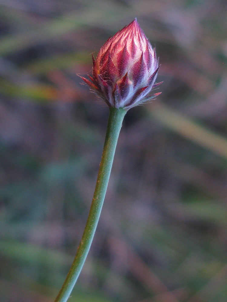 Изображение особи Cephalaria transsylvanica.