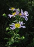 Aster bessarabicus. Верхушка цветущего растения. Крым, окр. Ялты, ущ. Уч-Кош, сосновый лес. 31 июля 2013 г.