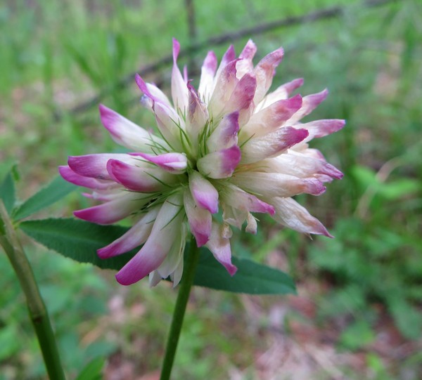 Image of Trifolium lupinaster specimen.