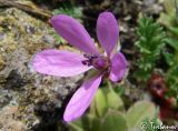 Erodium cicutarium