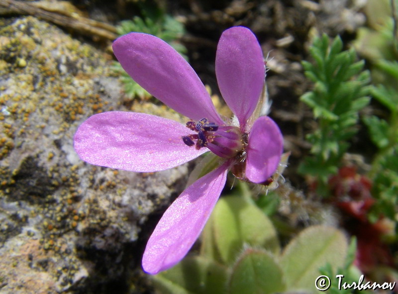 Изображение особи Erodium cicutarium.