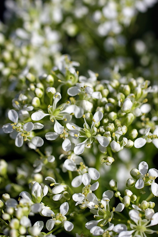 Изображение особи Cardaria repens.