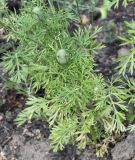 Nigella sativa