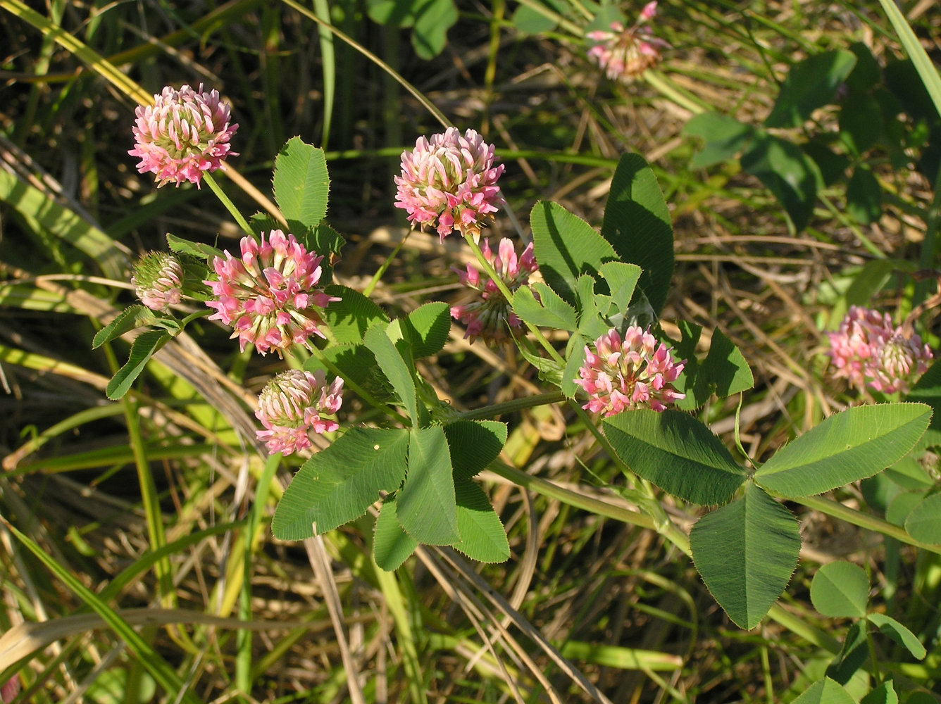 Изображение особи Trifolium hybridum.