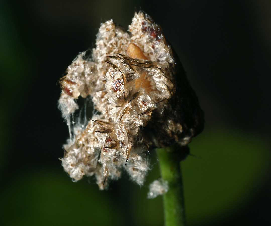 Image of Anemone coronaria specimen.