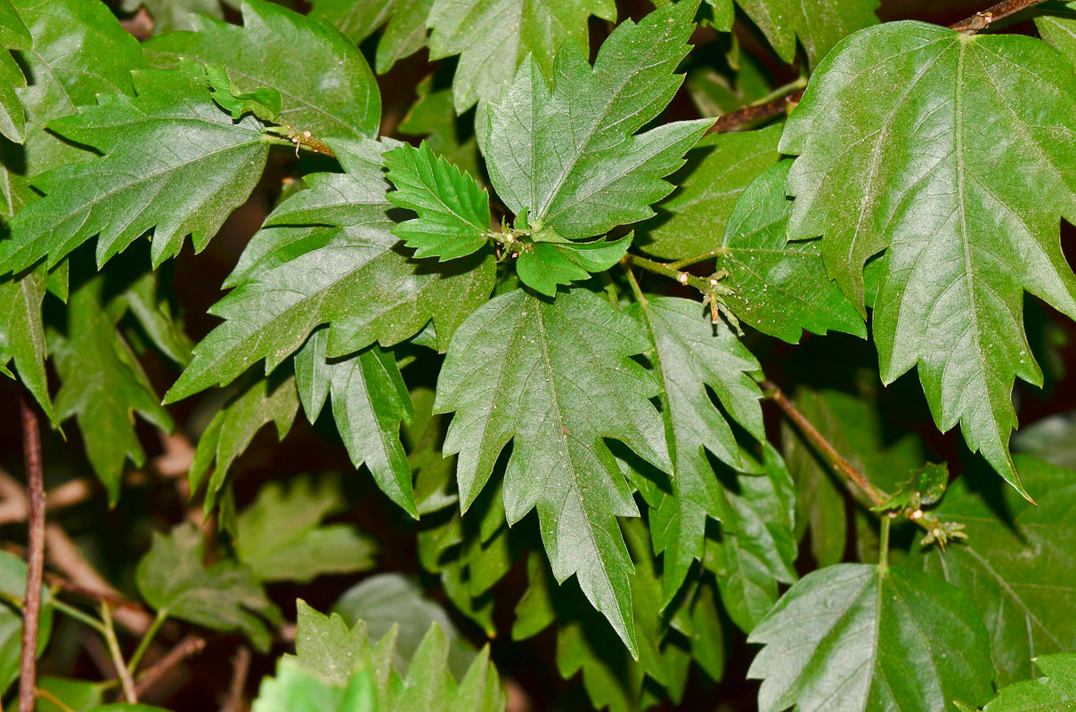 Image of genus Hibiscus specimen.