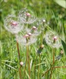 Taraxacum erythrospermum