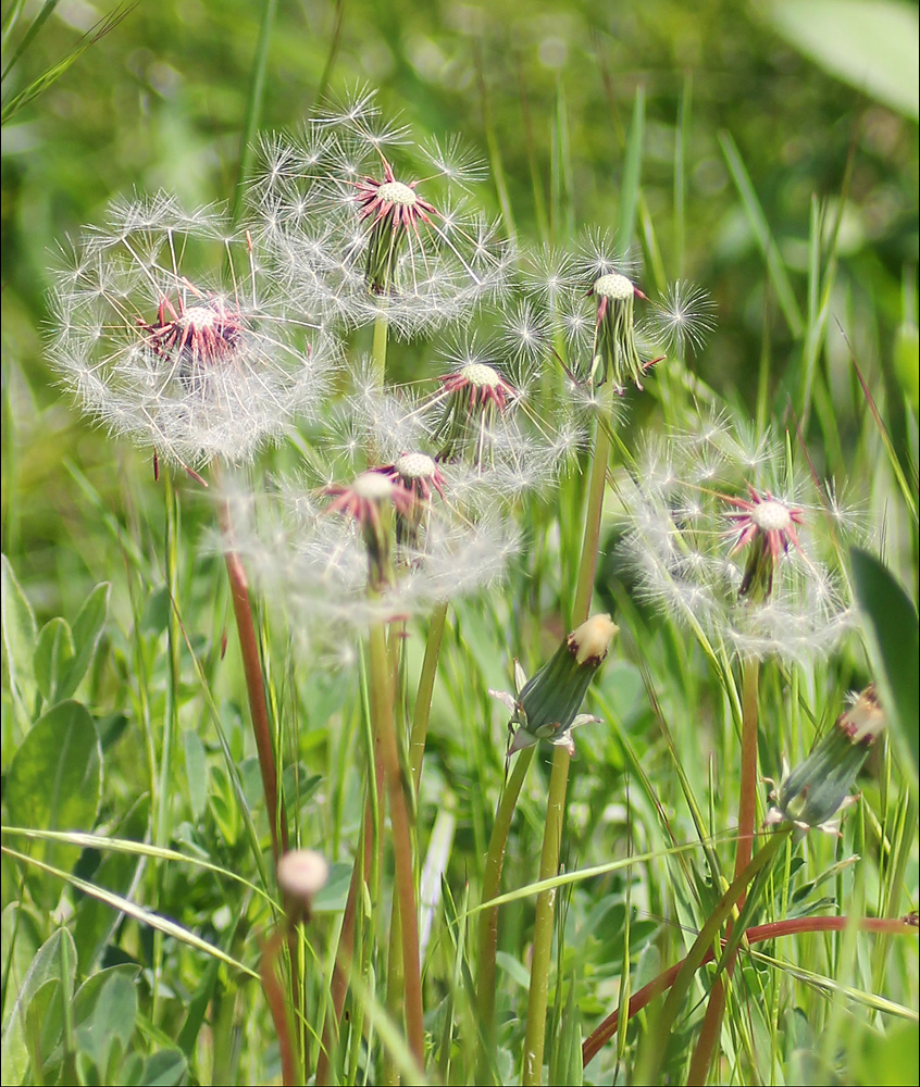 Изображение особи Taraxacum erythrospermum.