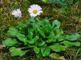 Bellis perennis