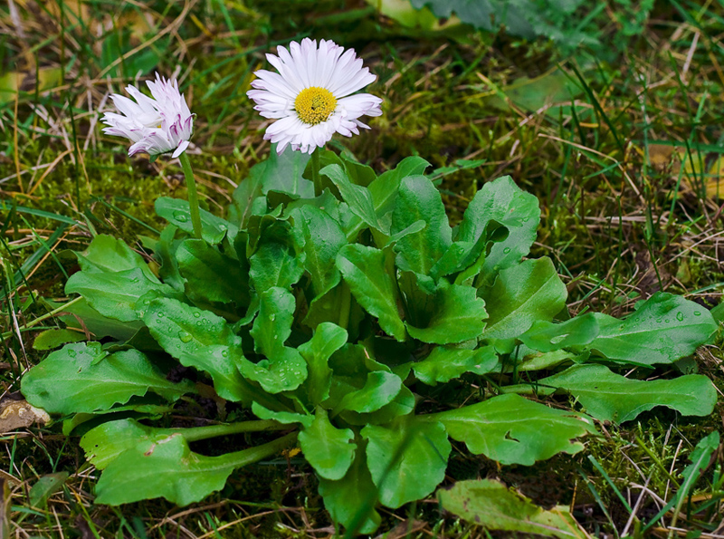 Image of Bellis perennis specimen.