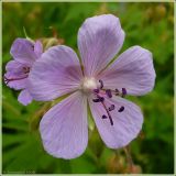 Geranium pratense. Цветок. Чувашия, окрестности г. Шумерля, Мордовская поляна. 29 июня 2009 г.