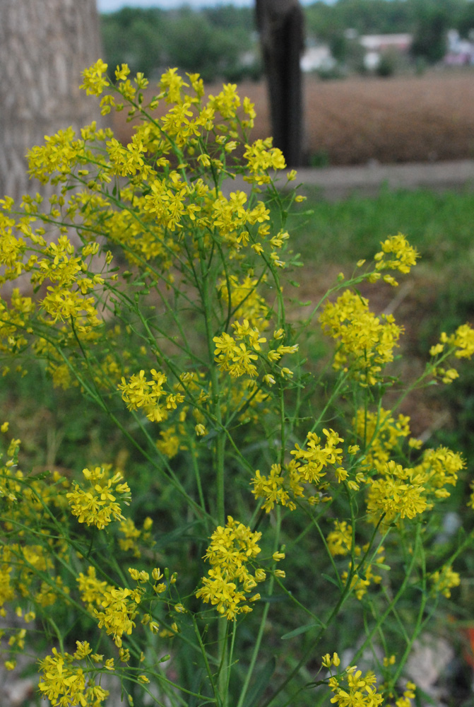 Image of Isatis tinctoria specimen.