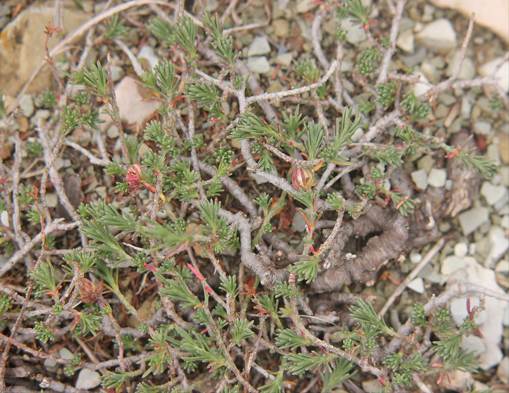 Изображение особи Fumana procumbens.