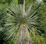 Yucca glauca. Розетка листьев. Германия, г. Дюссельдорф, Ботанический сад университета. 14.08.2013.