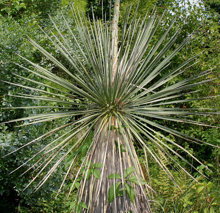 Изображение особи Yucca glauca.