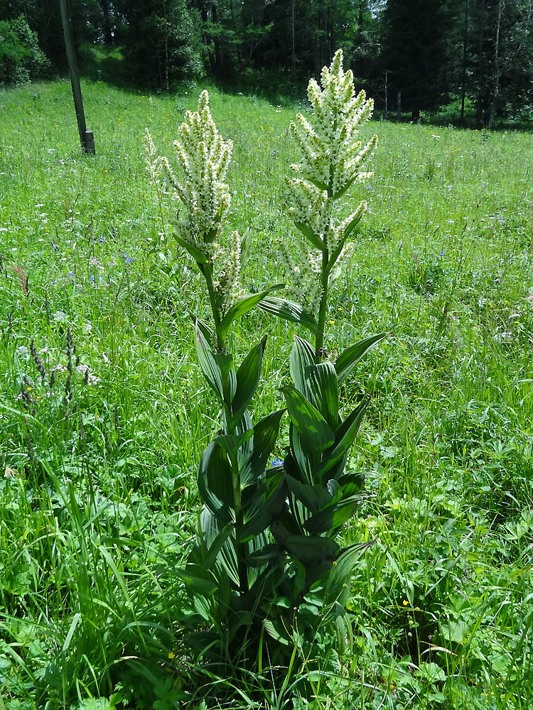 Изображение особи Veratrum lobelianum.