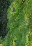 Larix sibirica. Ветви с молодой хвоей. Украина, г. Запорожье, Запорожский детский ботанический сад. 27.04.2013.
