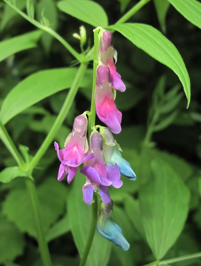 Изображение особи Lathyrus komarovii.