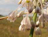 Allium paniculatum