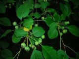 Malus baccata