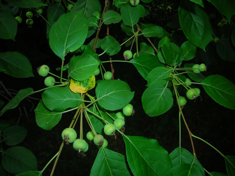 Image of Malus baccata specimen.