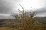 Salsola vermiculata. Верхушка плодоносящего растения. Израиль, южная часть Голанских высот, рядом с шоссе, проходящем вдоль ущелья р. Ярмух, государственной границей с Иорданией. 16.11.2011.