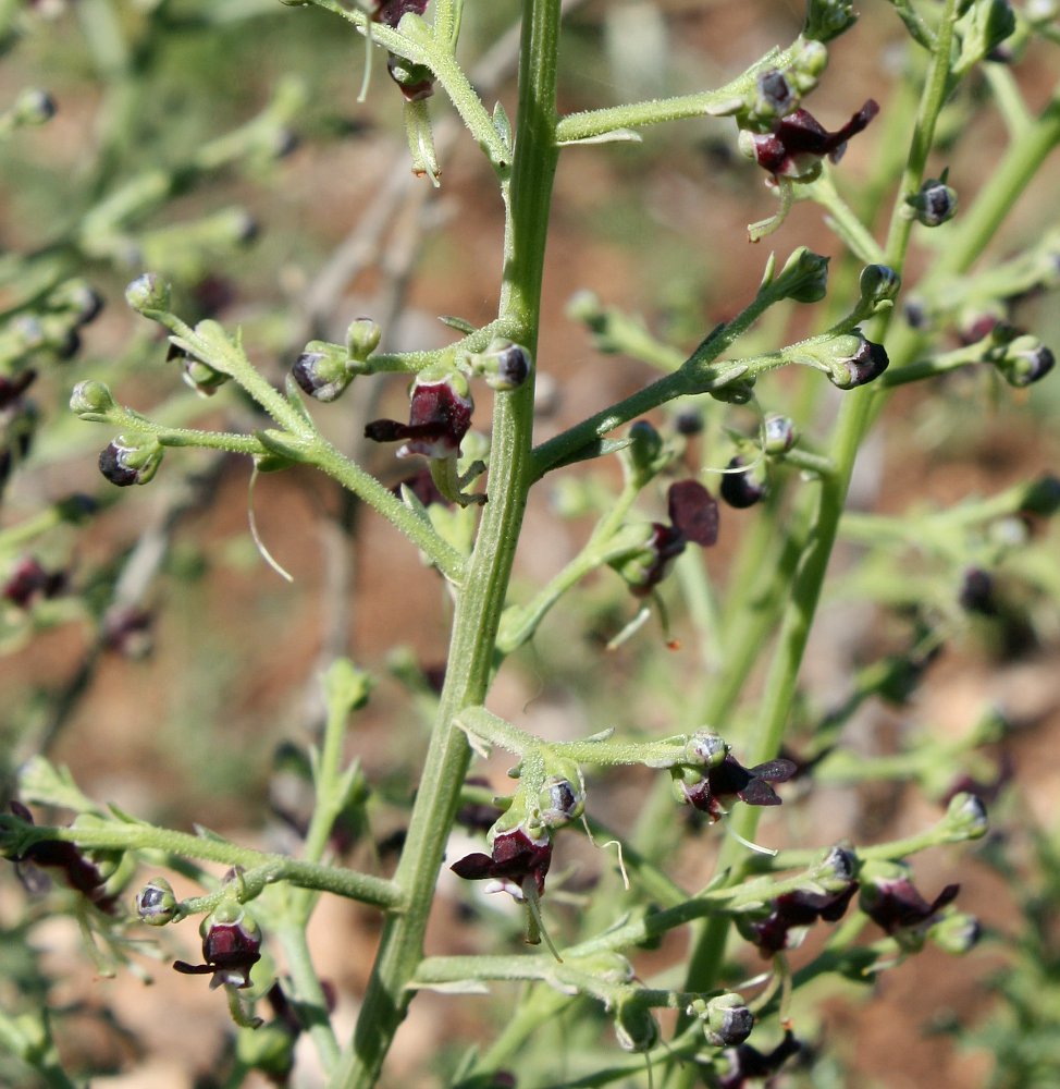 Изображение особи Scrophularia xanthoglossa.