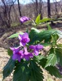 Cardamine glanduligera