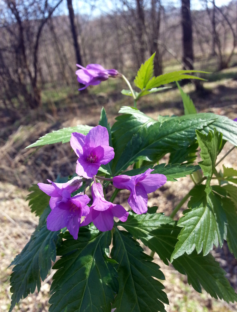 Изображение особи Cardamine glanduligera.