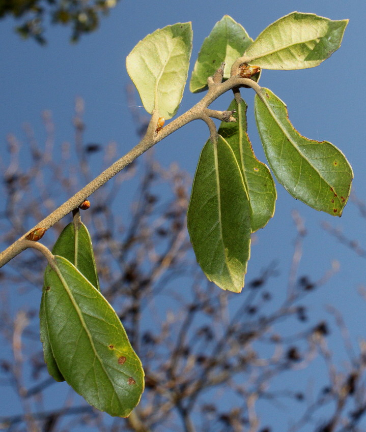 Image of Quercus phillyreoides specimen.