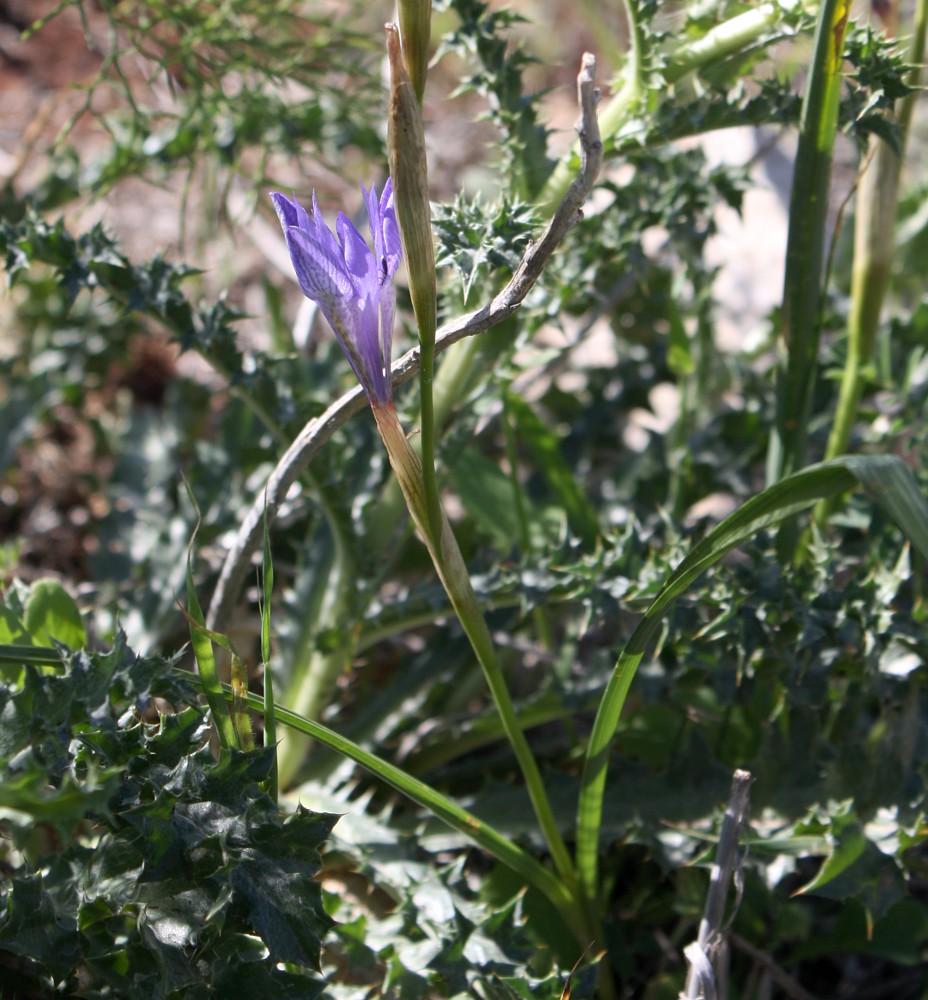 Image of Moraea sisyrinchium specimen.