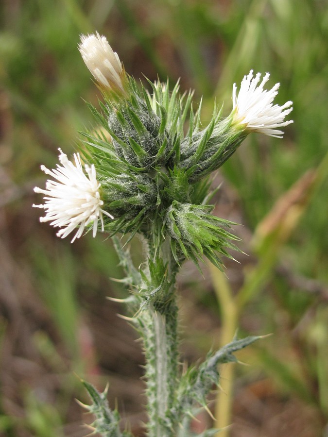 Image of Carduus arabicus specimen.