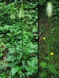 Phyteuma spicatum. Цветущие растения на опушке широколиственного леса. ФРГ, Тюрингия, окрестности Йены. Май 2007 г.