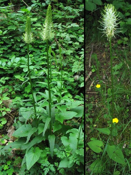 Изображение особи Phyteuma spicatum.